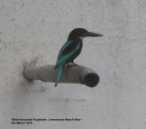 White-throated Kingfisher. We saw several of these kingfishers during our trip but sadly none were easy to photograph, this was the best of the bunch, taken during a walk round the town at Unawatuna Beach Resort