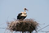 White Stork ~ 2011