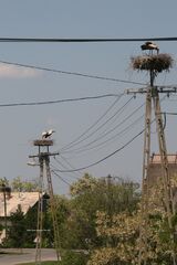 White Stork ~ 2011