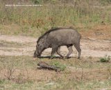 Wild Boar. We saw a herd of these Wild Boar, with several Piglets, but very distant and too far for a decent photo.