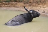 Wild Buffalo. Cooling off !!!