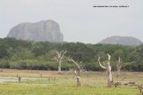 Yala National Park. We loved Yala, not only was it a fantastic place, it held a huge diversity of birds and mammals, it was great being driven around and shown all that Yala had to offer.