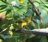 Yellow-browed Bulbul