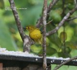 Yellow-browed Bulbul. This was taken in a tea garden owned by a lovely man who couldn't speak any English but was proud and eager to show us his birds, his garden was one of the first places we visited in Sri Lanka and we saw many wonderful species there.
