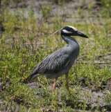 Yellow-crowned Night Heron, loved these very photogenic birds