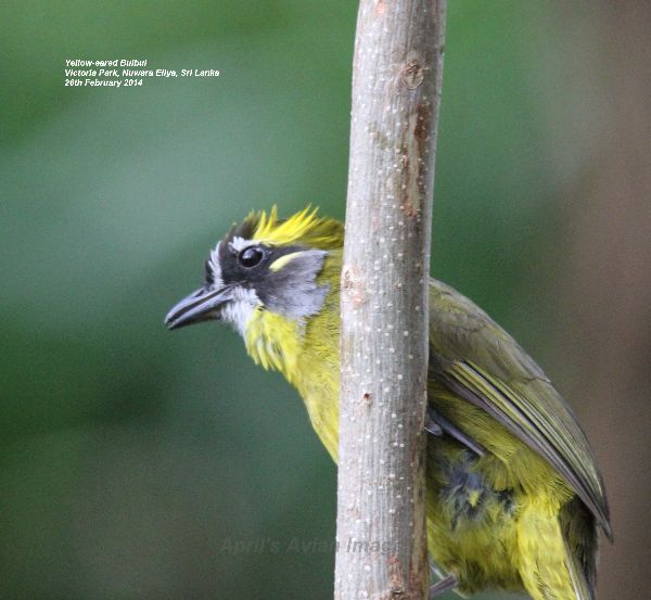 Yellow-eared Bulbul. Saw this bird fly into a bush, waited ages for it to reappear, we had to move on, something else had been spotted, just as we were leaving he flew from the bush onto this post, a chance sighting and photo opportunity.