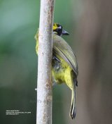 Yellow-eared Bulbul