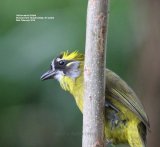 Yellow-eared Bulbul. Saw this bird fly into a bush, waited ages for it to reappear, we had to move on, something else had been spotted, just as we were leaving he flew from the bush onto this post, a chance sighting and photo opportunity.
