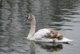 February ~ Mute Swan Cygnet Rutland Water, Rutland