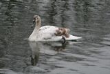 February ~ Mute Swan Cygnet Rutland Water, Rutland