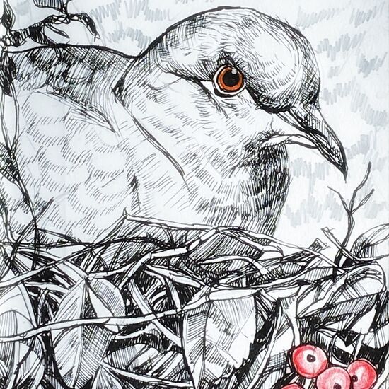 collared dove nesting