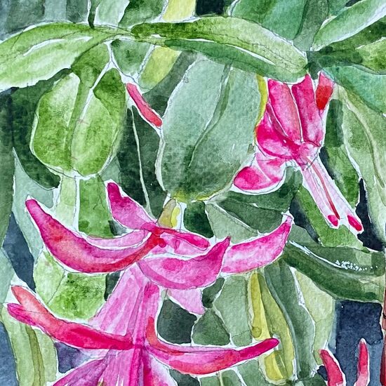 christmas cactus