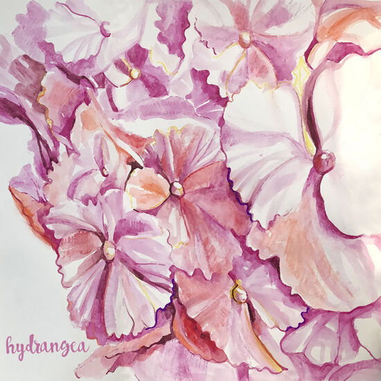 hydrangeaPINK