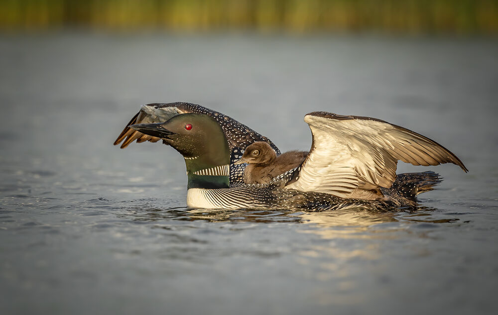 Black Throated Diver and Chick