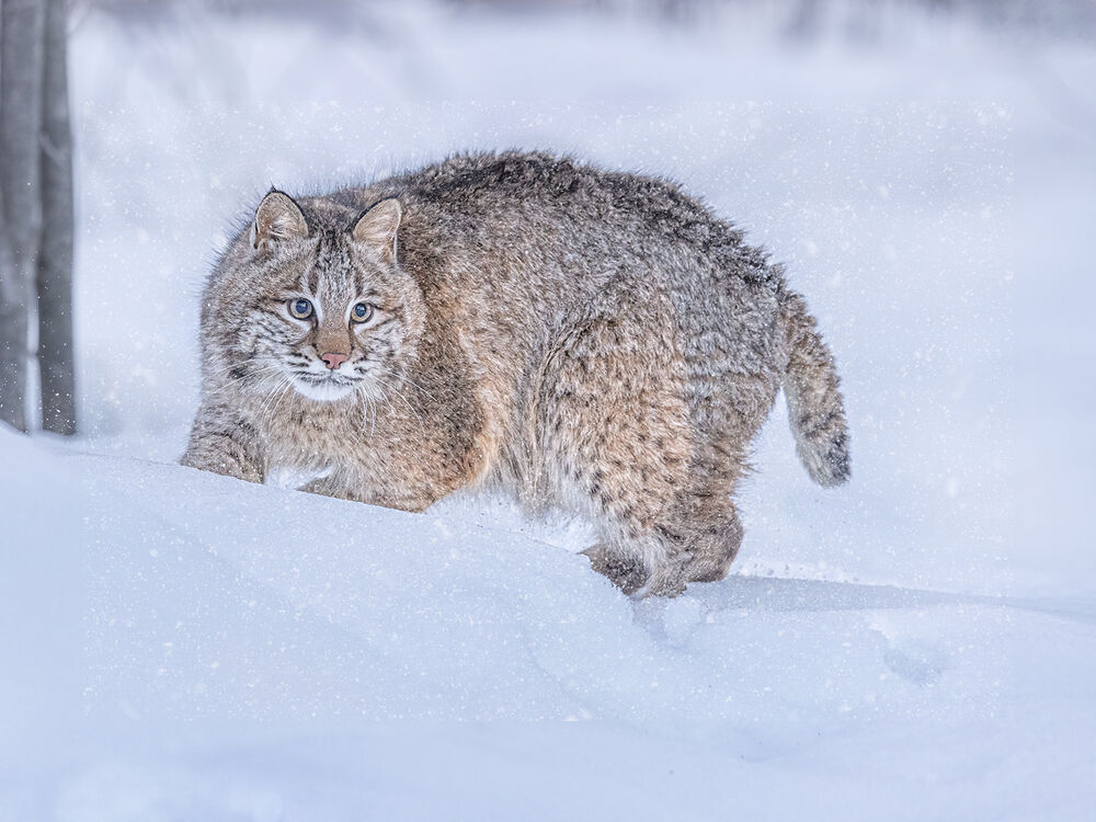 Bob Cat in the Snow