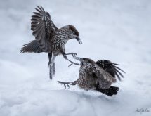 Nutcraker Birds Jan 2019
