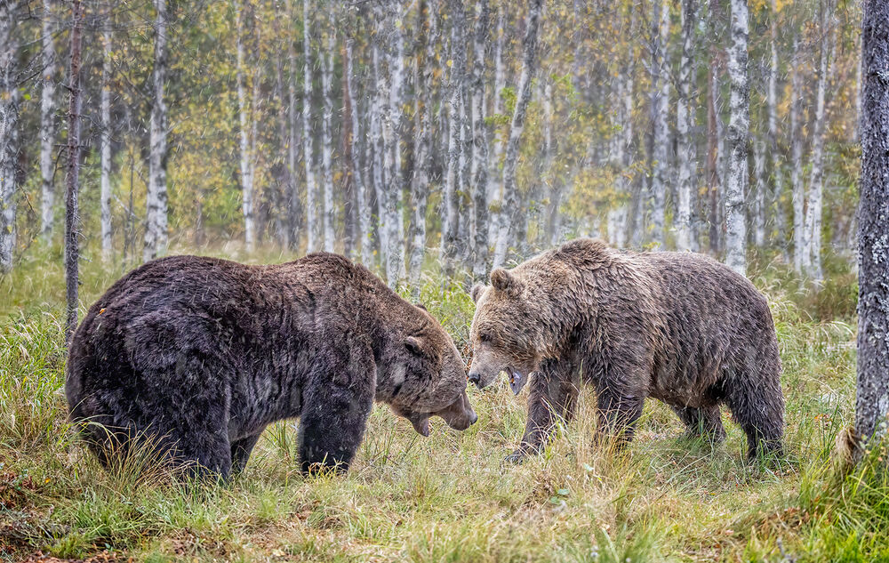 Fighting in the rain