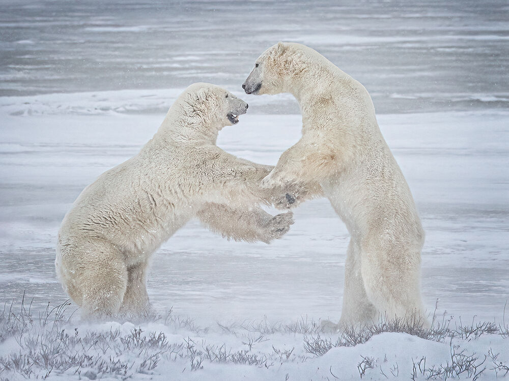 Polar Bear Dominance