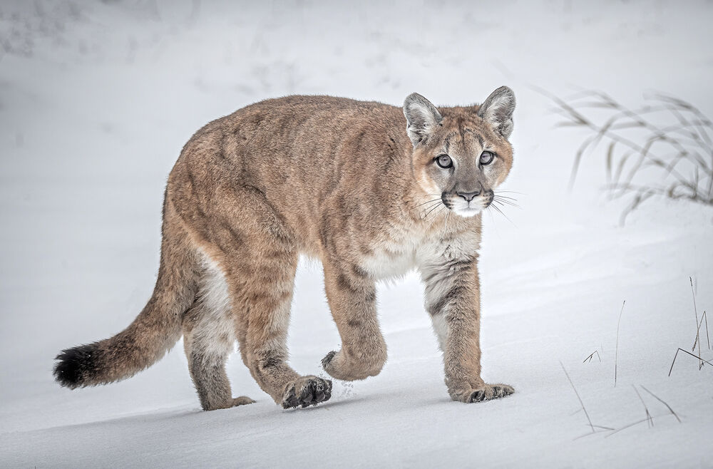 Young Mountain Lion hunting in the snow