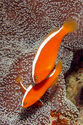 Skunk anemonefish