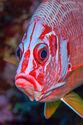 Squirrelfish