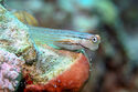 Combtooth blenny
