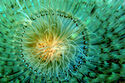 Tube anemone
