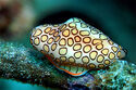 Flamingo tongue