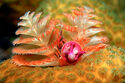Christmas tree worm