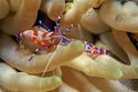 Spotted cleaner shrimp