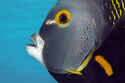 French Angelfish