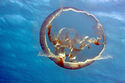 Moon jellyfish