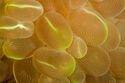 Bubble coral