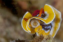 Nudibranch
