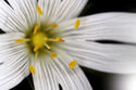 Stitchwort