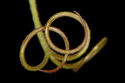 Tendril