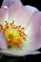 Dog Rose