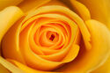 Yellow Rose