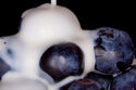 Blueberries and cream