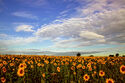 Sunflower landscape