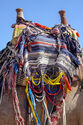 Camel saddle