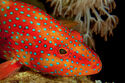 Coral grouper
