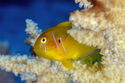 Citron goby