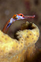 Pipefish