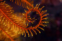 Crinoid curl