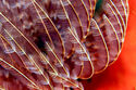 Tube worm