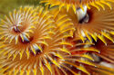 Christmas tree worm