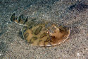 Electric ray