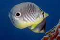 Four-eyed butterflyfish