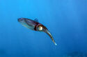 Reef squid